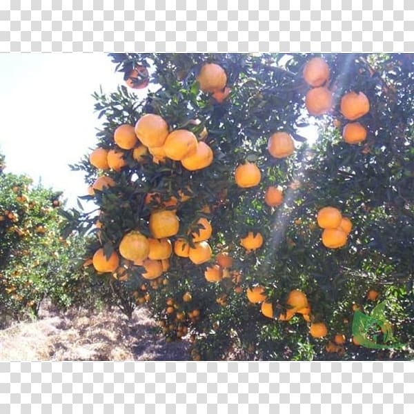 Citrus, Garden Center transparent background PNG clipart