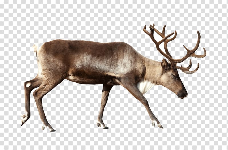 reindeer transparent background PNG clipart