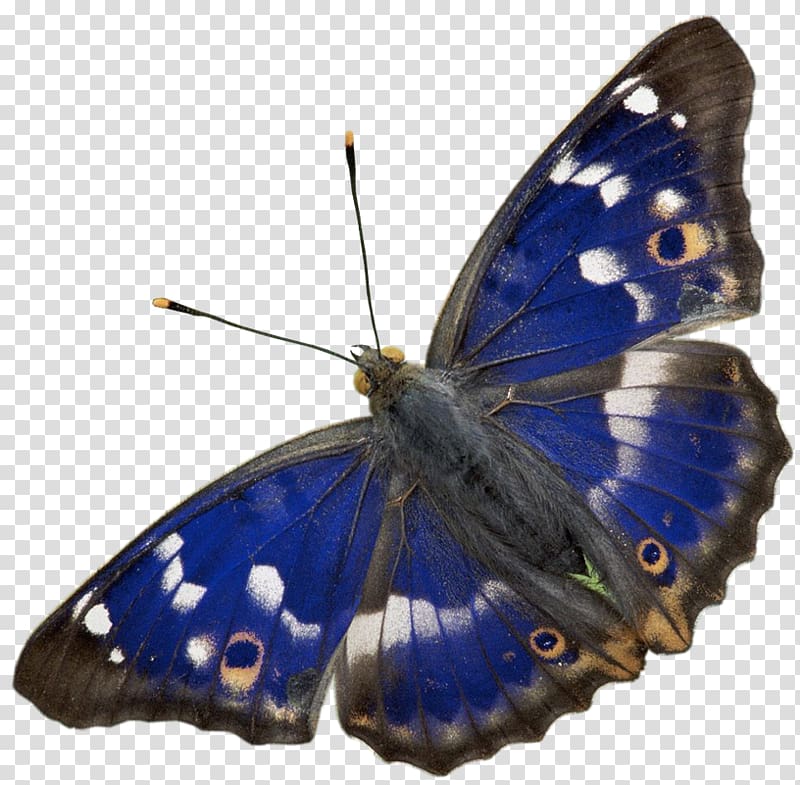 Butterfly Lesser purple emperor Insect , butterfly transparent background PNG clipart