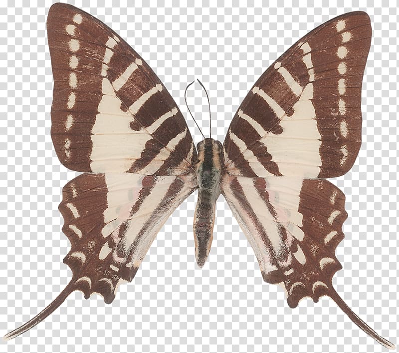 Butterfly Green swordtail Graphium agamemnon Graphium antiphates Graphium sarpedon, butterfly transparent background PNG clipart