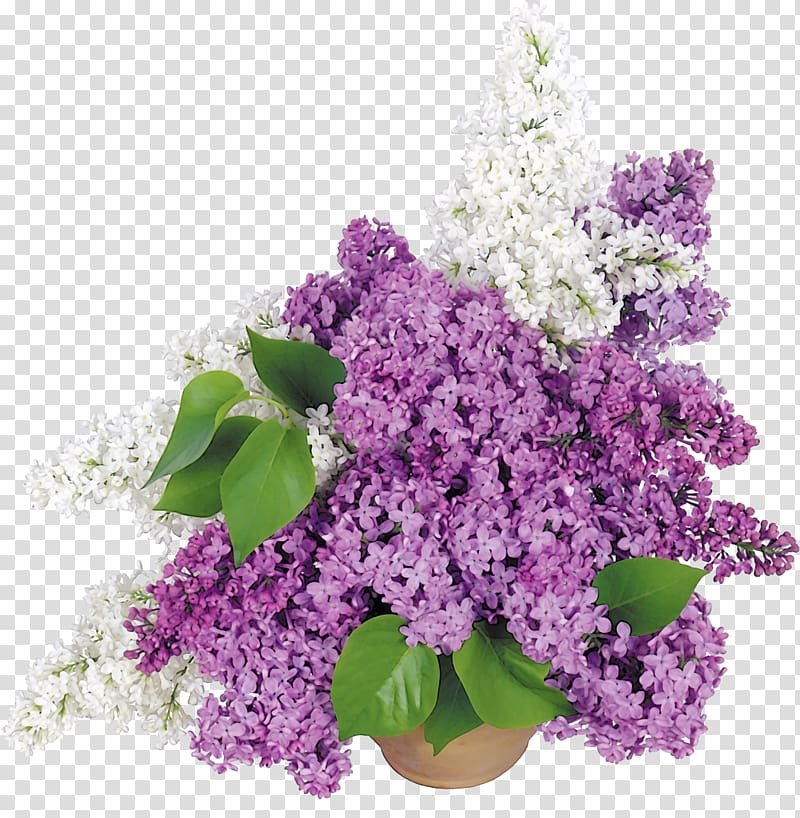 Flowerpot Common lilac Cut flowers, lilac transparent background PNG clipart