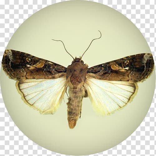 Moth Fall armyworm African armyworm Insect Butterfly, wheat waves transparent background PNG clipart