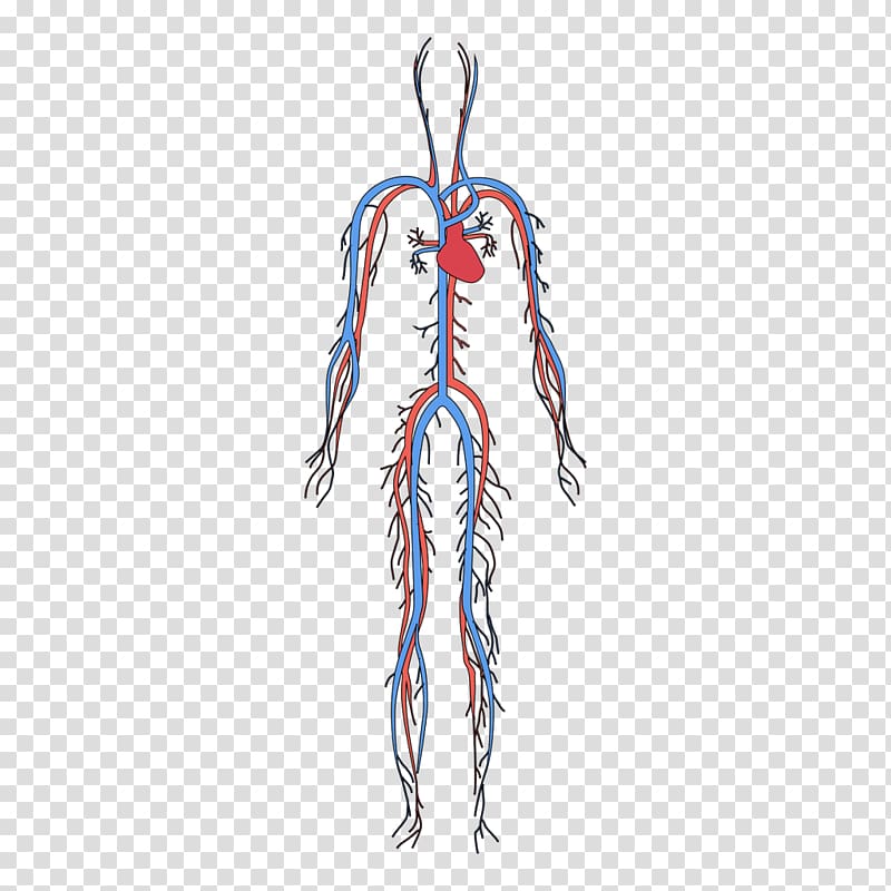 circulatory system art, Circulatory system Human body Blood vessel Organ system, Human blood circulation system transparent background PNG clipart