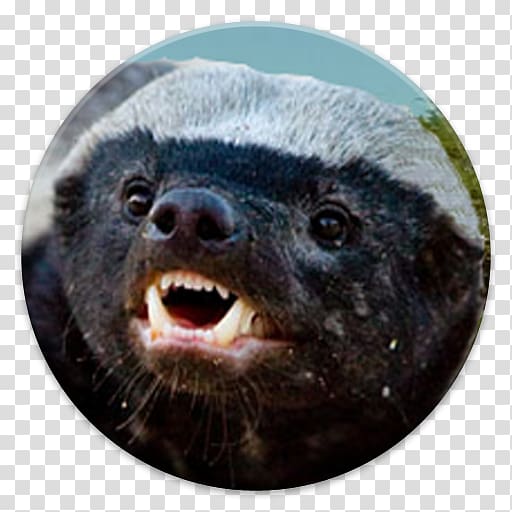 The Crazy Nastyass Honey Badger European badger Weasels, honey badger transparent background PNG clipart