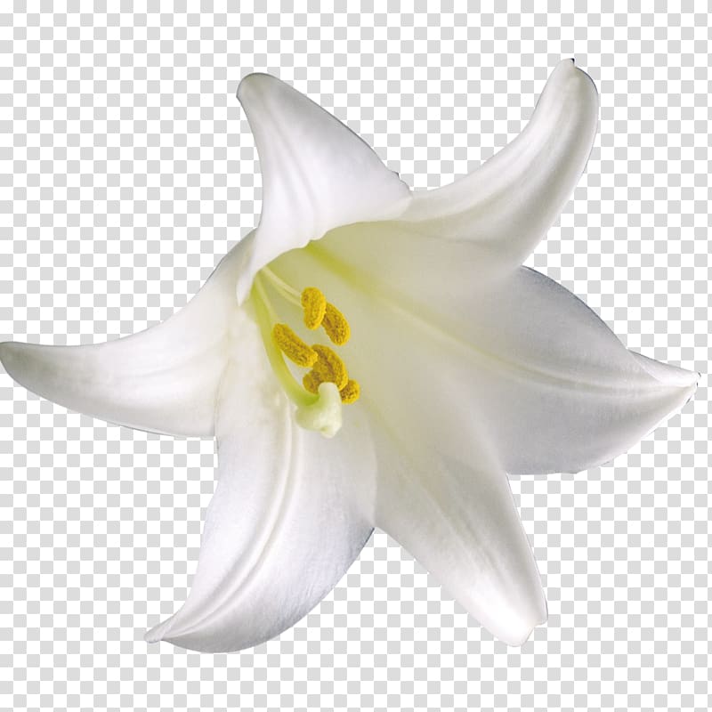 Lilium Flower , lily transparent background PNG clipart
