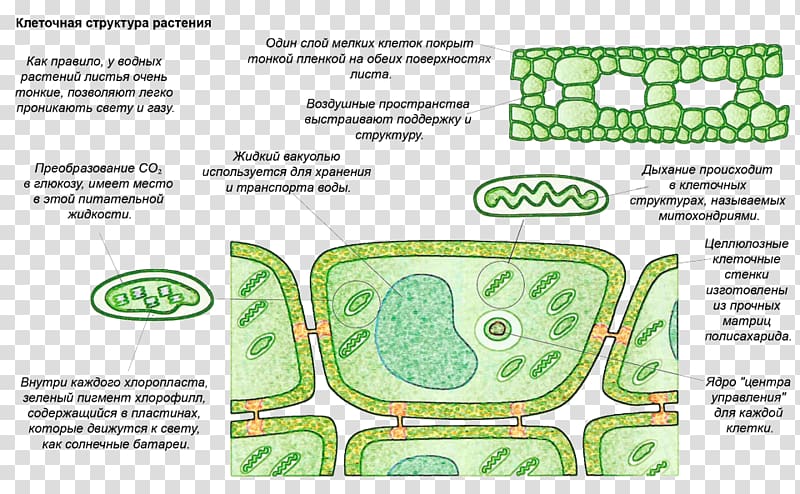 Algae Plant Kingdom, plant transparent background PNG clipart