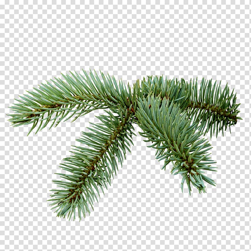 Spruce Christmas Tree , fir-tree transparent background PNG clipart
