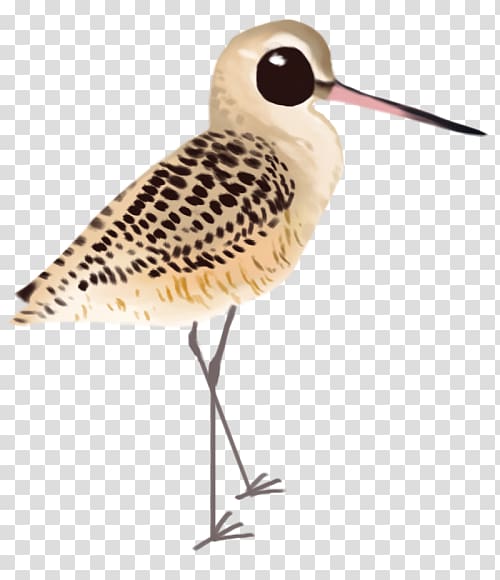 Sandpiper Snipe Beak Feather Seabird, others transparent background PNG clipart