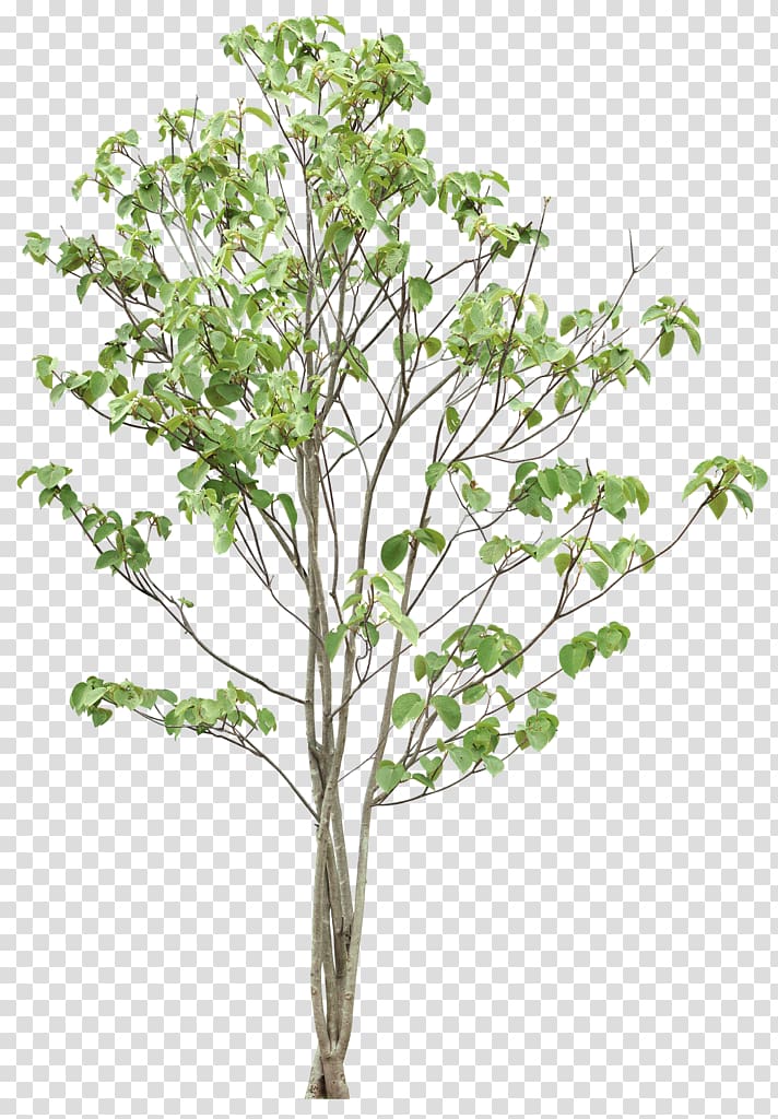 Twig Tree Leaf , tree transparent background PNG clipart