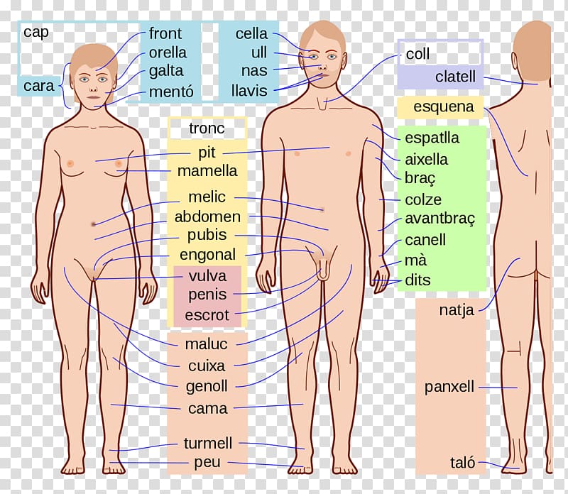 Human Body Parts Human anatomy Homo sapiens, arm transparent background PNG clipart
