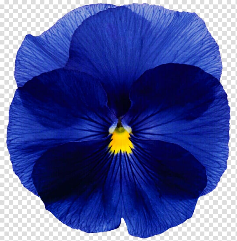 Pansy Flower Blue Annual plant Seed, pansy transparent background PNG clipart