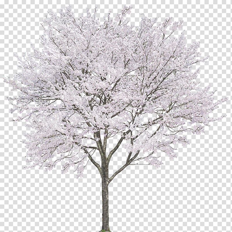 white leaves tree, Android Computer file, Cherry trees transparent background PNG clipart