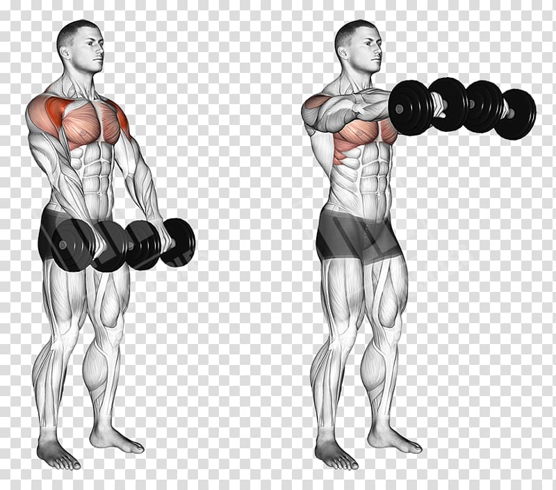 Front raise Dumbbell Overhead press Fly Exercise, dumbbell transparent background PNG clipart