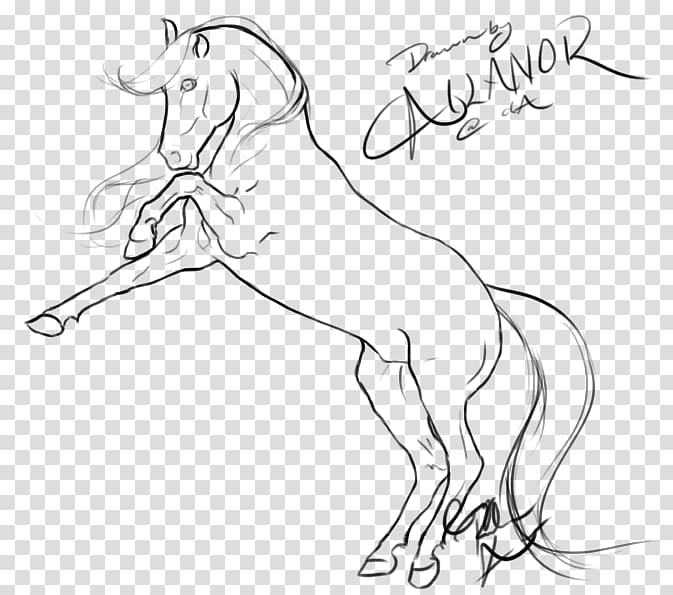 Rearing Line art Drawing Mustang Arabian horse, spirit horse transparent background PNG clipart