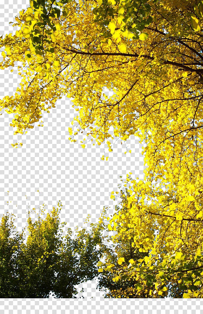 yellow leafed tree during daytime, Ginkgo biloba Congee Tree Yellow Leaf, Ginkgo Tree transparent background PNG clipart