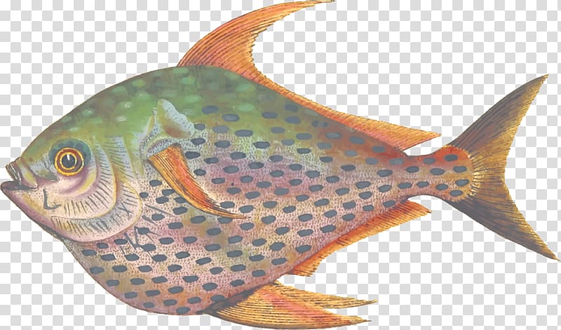 Fish Lampris guttatus Marine biology Yellowtail amberjack Seafood, fish transparent background PNG clipart