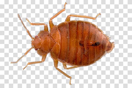 Bed bug transparent background PNG clipart