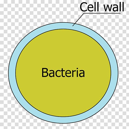Cell wall Bacterial cell structure Flagellum, others transparent background PNG clipart