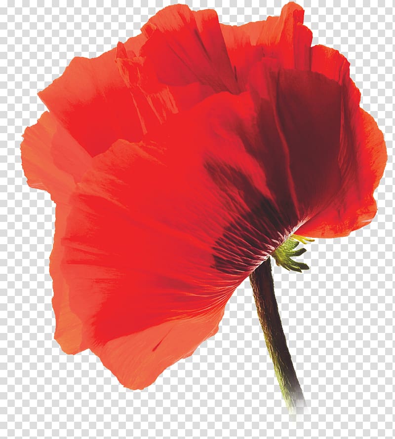 Common poppy AllPosters.com, chameleon transparent background PNG clipart