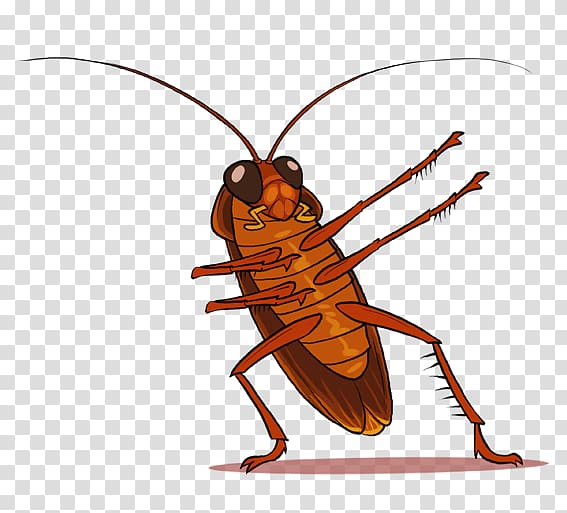 Cockroach Insect , cockroach transparent background PNG clipart