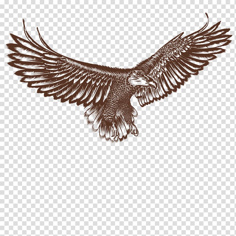 eagle illustration, Bald Eagle Hawk Bird, flying eagle transparent background PNG clipart
