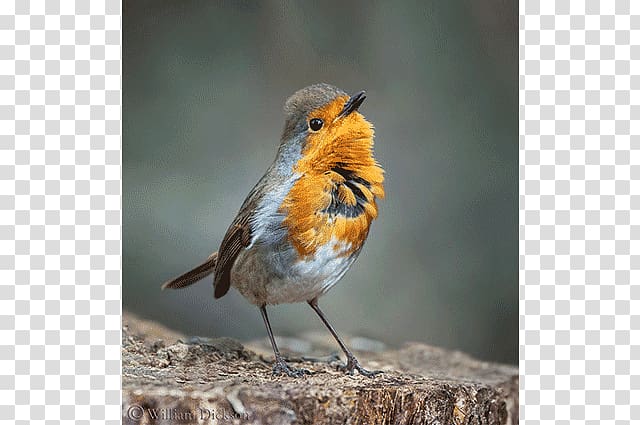 European robin Bird grapher Beak Feather, singing bird transparent background PNG clipart
