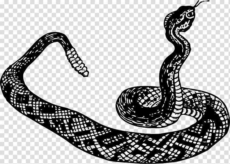 Snake Black and white Vipers , snakes transparent background PNG clipart