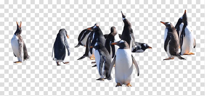 penguin transparent background PNG clipart