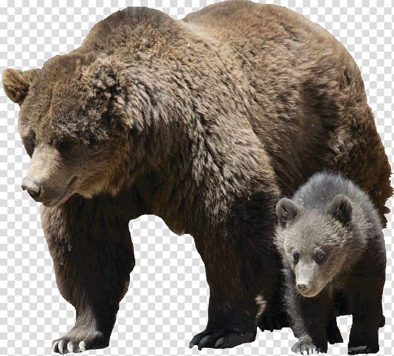 Grizzly bear American black bear Brown bear Polar bear, bear transparent background PNG clipart