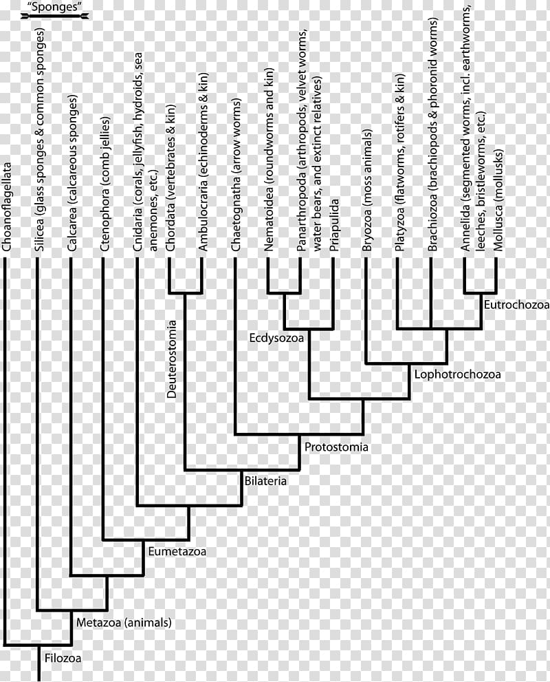 Cambrian explosion Phylogenetic tree Ediacaran biota Animal, tree branches transparent background PNG clipart