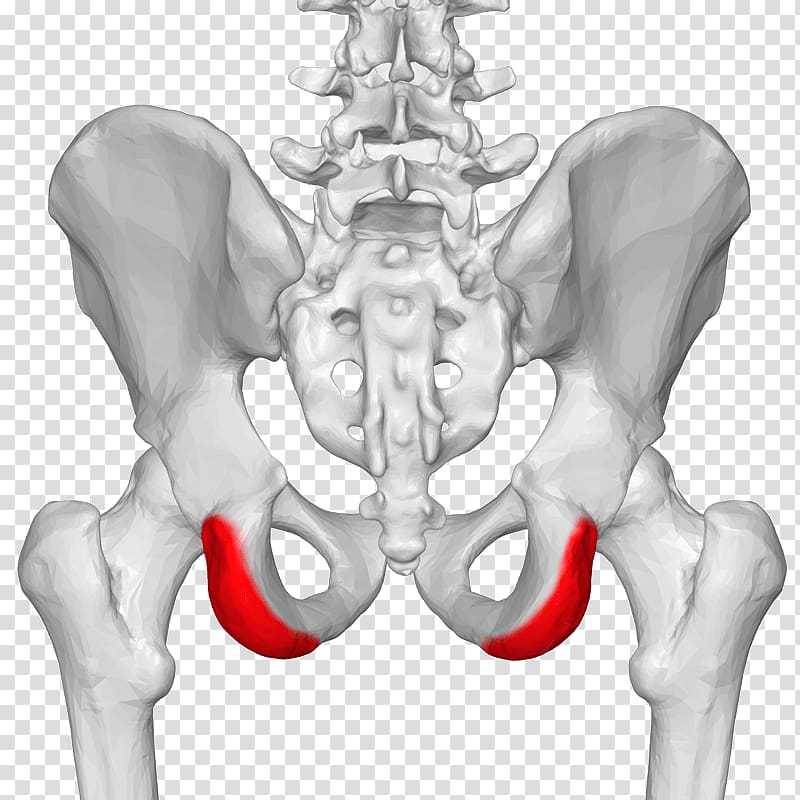 Posterior superior iliac spine Iliac crest Anterior superior iliac spine Anatomy, Psis transparent background PNG clipart