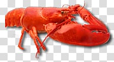 Lobster transparent background PNG clipart