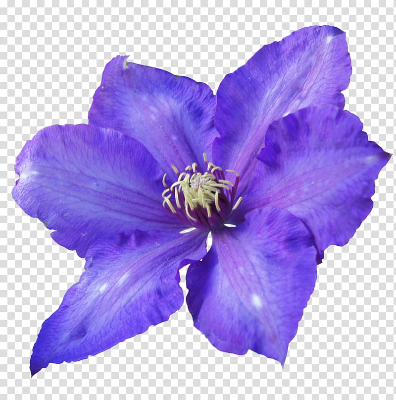 Flower Violet Purple Petal, purple flowers transparent background PNG clipart