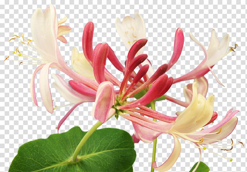 Bach flower remedies Herb Healing Honeysuckle, flower transparent background PNG clipart