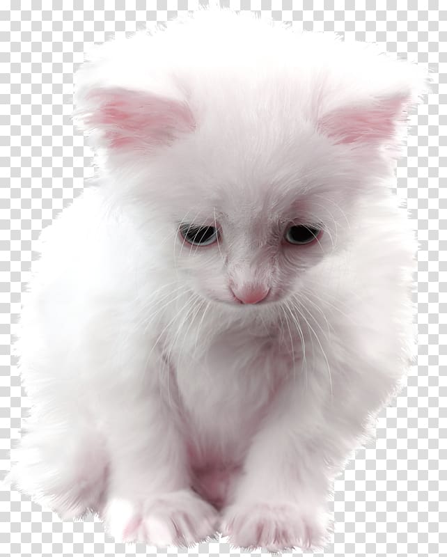 Persian cat Asian Semi-longhair Ragamuffin cat Ragdoll Turkish Angora, kitten transparent background PNG clipart