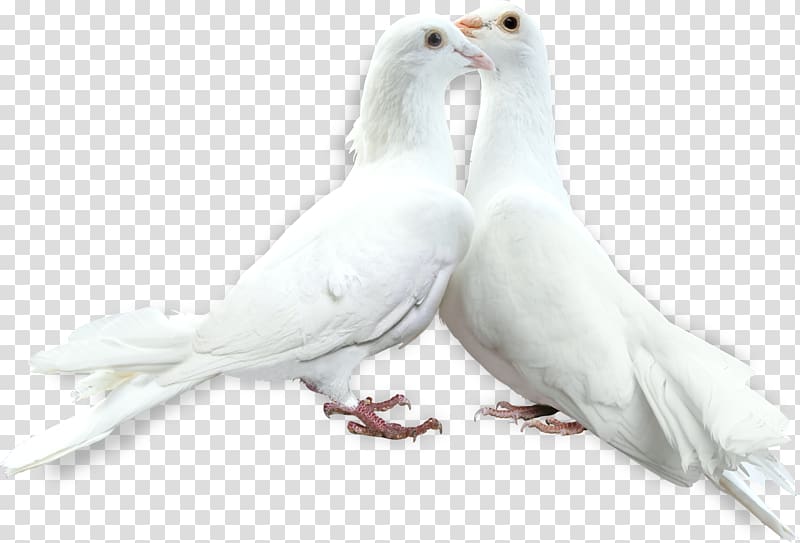 Bird Rock dove Columbidae , Bird transparent background PNG clipart