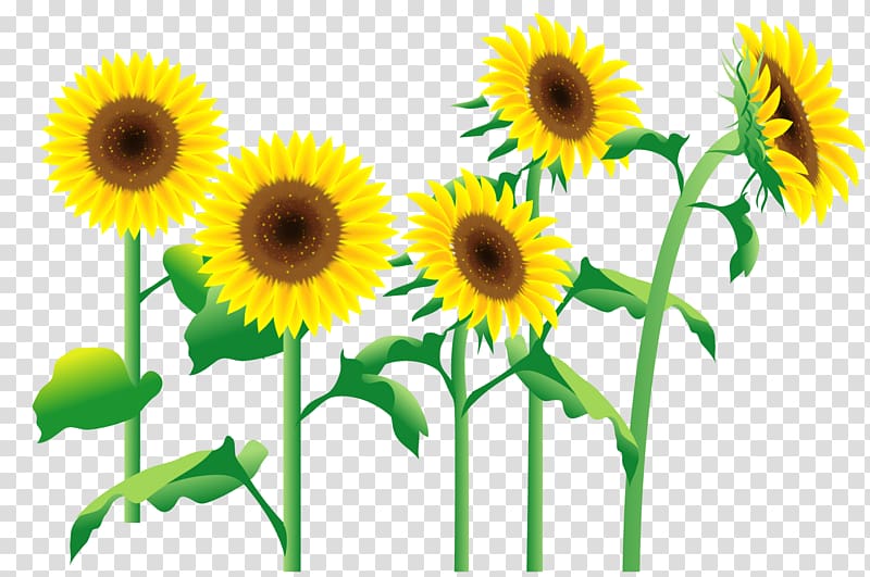 Common sunflower 個別学習のセルモ町田忠生教室, rakuten transparent background PNG clipart
