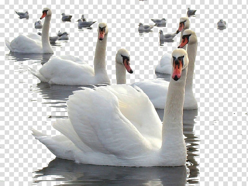 swan transparent background PNG clipart