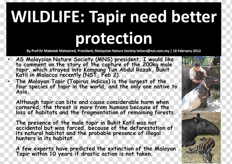 Malayan tapir Advertising Animal Font, Tapir transparent background PNG clipart