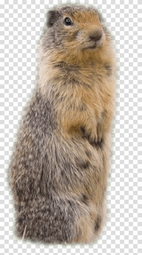 Beaver Groundhog Meerkat , beaver transparent background PNG clipart |  HiClipart