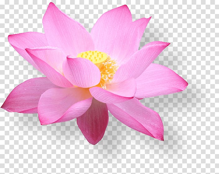 Vietnam Airlines E-Commerce Hanoi Airline ticket, pink lotus in full bloom transparent background PNG clipart