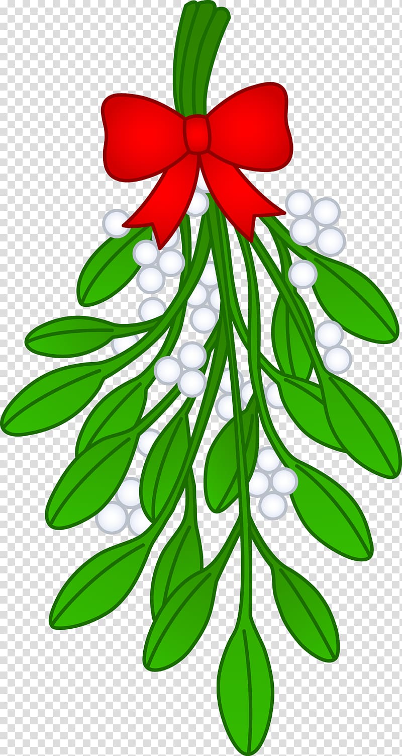 Mistletoe Drawing Phoradendron tomentosum , Mistletoe transparent background PNG clipart