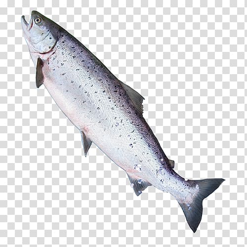 Coho salmon Trout Portable Network Graphics Website Fish, Salmon icon transparent background PNG clipart