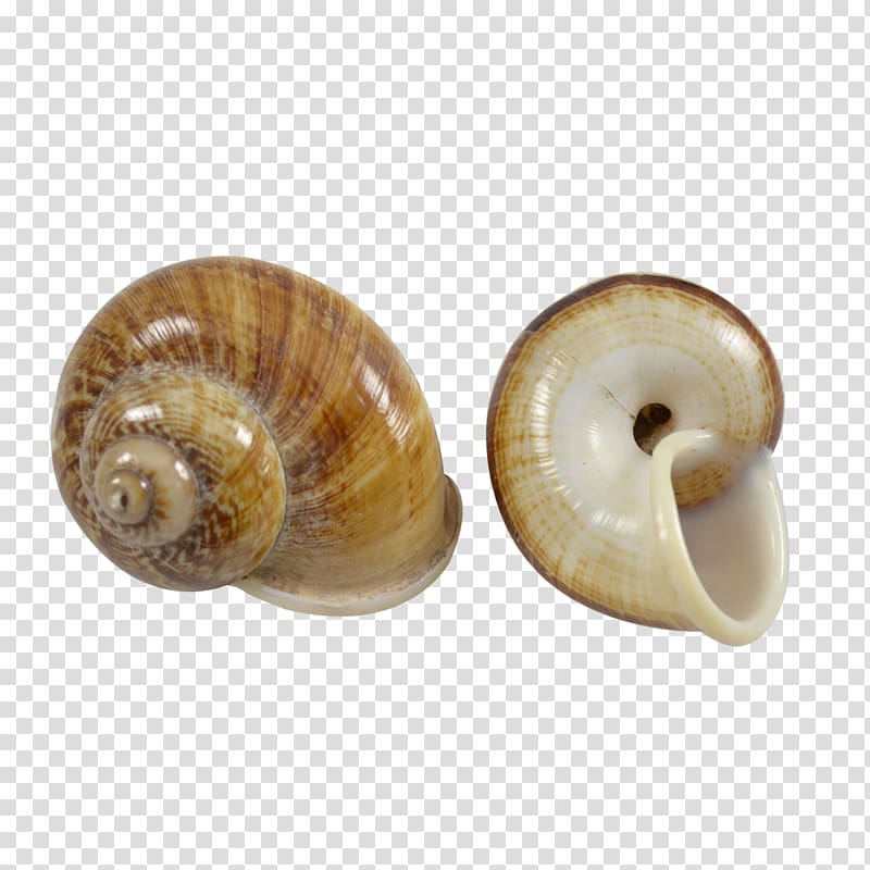 Sea snail Conchology Seashell Gastropod shell, Snail transparent background PNG clipart