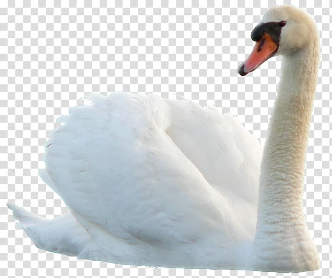 Swan Bird Duck, swan transparent background PNG clipart