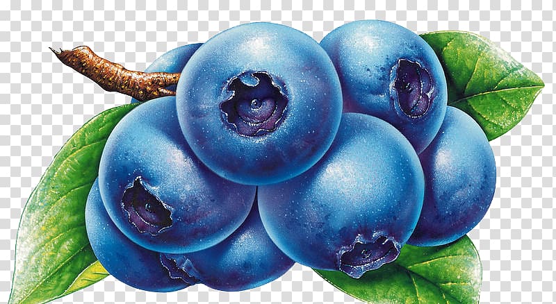 Blueberry Bilberry Drawing , blueberry transparent background PNG clipart