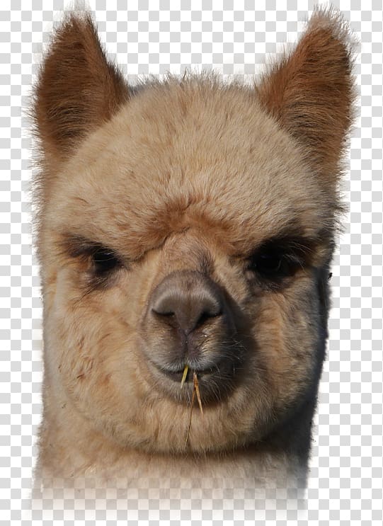 Llama Alpaca Vicuña Fur Snout, others transparent background PNG clipart