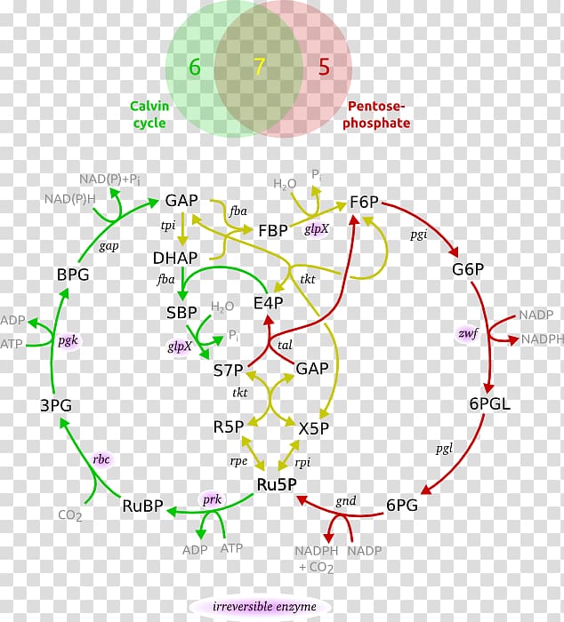Pentose phosphate pathway Metabolic pathway Calvin cycle Ribulose 1,5-bisphosphate Dihydroxyacetone phosphate, others transparent background PNG clipart