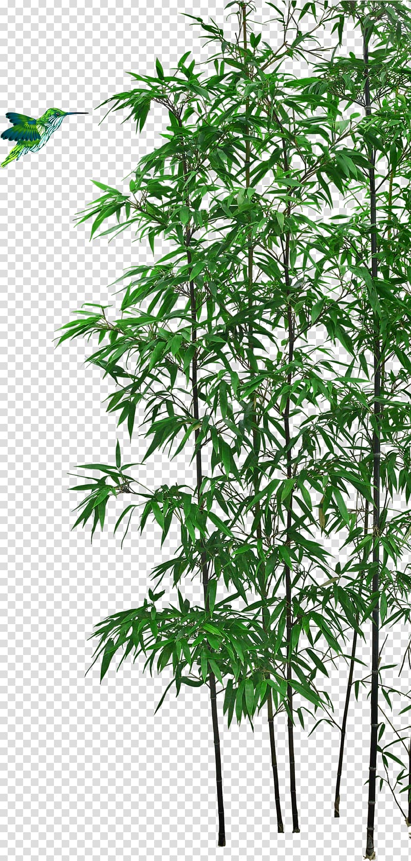 green leafed plant and bird, Bamboo Bonsai Tree, bamboo transparent background PNG clipart