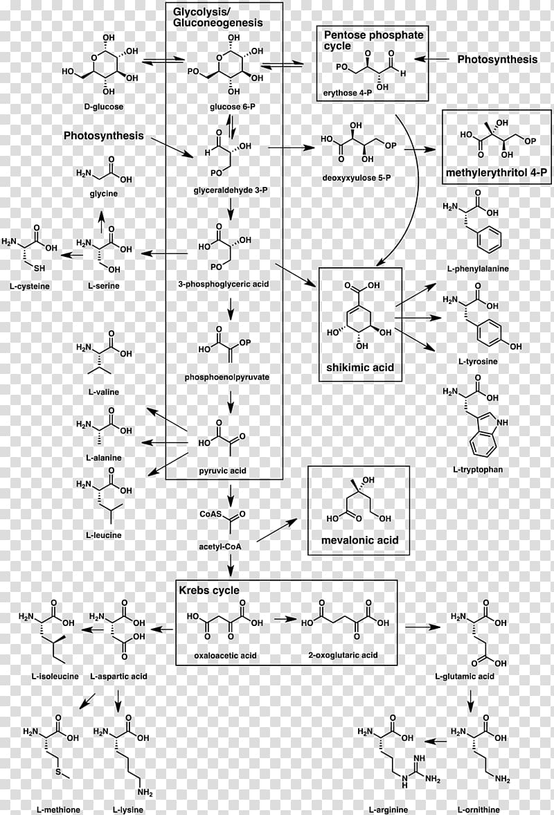 Secondary metabolite Biosynthesis Organism Natural product, others transparent background PNG clipart